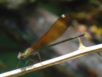 Calopteryx......... Calopteryx.........
