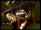 Argiope bruennichi Argiope bruennichi