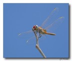 Bionda Dragonfly