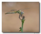 Libellula Libellula