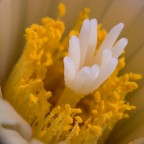 Coryphantha sulcolanata (dettaglio del fiore) Coryphantha sulcolanata (dettaglio del fiore)