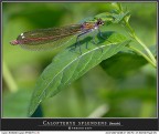 In un mare di foglie verdi questo splendido esemplare di damigella non si lasciava avvicinare facilmente tanto che sono dovuto passare dal 180 al 300 per fotografarla con una certa tranquillit!