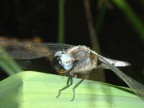 Libellula depressa Libellula depressa