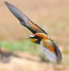 virata con preda virata con preda