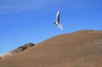 Ancora l'Islanda, i cieli limpidi, la terra bruciata e gabbianelle danzanti in volo.