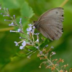 Farfalla da identificare Farfalla da identificare