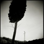 Electrical trees Electrical trees