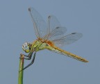 libellula gialla - 2 libellula gialla - 2