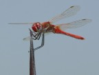libellula rossa 4 libellula rossa 4