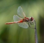 libellula rossa 8 libellula rossa 8
