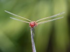 libellula rossa 11 libellula rossa 11