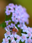 Coccinella sul rosa Coccinella sul rosa