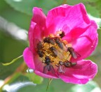 traffico intenso su rosa canina