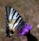 Farfalla 1x Farfalla 1x