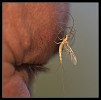 il pircing di mangiafuoco.. il pircing di mangiafuoco..