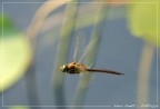 Dragonfly Dragonfly