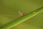 Effimera nel verde Effimera nel verde