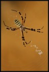 Argiope bruennichi Argiope bruennichi