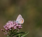 licenide