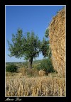 Campagna