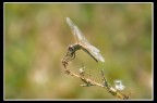 Le mia prima macro con una refelx!! Le mia prima macro con una refelx!!