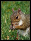 Greedy squirrel Greedy squirrel