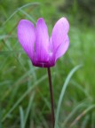 ciclamino ciclamino