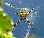 Argiope 2 Argiope 2