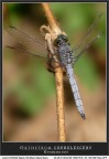 Orthetrum coerulescens Orthetrum coerulescens