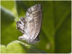 fuji S5500 + raynox DCR-250