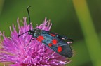 Zygaena Zygaena