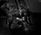 undergroundog undergroundog
