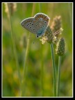 ..::BUTTERFLY CONTROLUCE::.. ..::BUTTERFLY CONTROLUCE::..