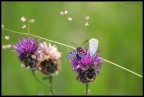 il fiore pi buono