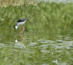 cavaliere d'Italia cavaliere d'Italia