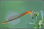 Piccola libellula arancione Piccola libellula arancione