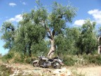 Campagne di Puglia, tra sassi e ulivi ecco la mia terra (ormai lontana) e la mia moto!