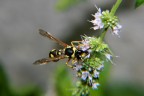 Vespa#5 -Acchiappato al fiore di menta- Vespa#5 -Acchiappato al fiore di menta-