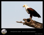 Fish Eagle Fish Eagle