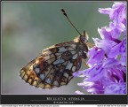 Mellicta athalia (Controluce) Mellicta athalia (Controluce)