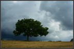 Albero solitario#3 Albero solitario#3