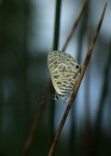 Farfallina Farfallina