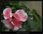 Fiore