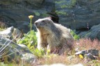 Marmotta vicino al Rifugio Quintino Sella Marmotta vicino al Rifugio Quintino Sella