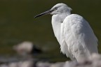Profilo di Egretta Profilo di Egretta