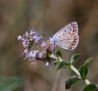 lycaenidae lycaenidae