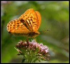 Controluce Controluce