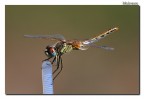 Libellula2 Libellula2