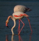 strani intrecci camarghesi strani intrecci camarghesi