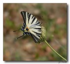 Butterfly 2